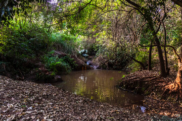 Small pond in a forest area, surrounded by dense vegetation, trees and dry leaves, with reflections of the canopy on the calm water surface.