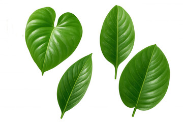 Naklejka premium Green leaves isolated against transparent backdrop, highlighting delicate venation and rich coloration