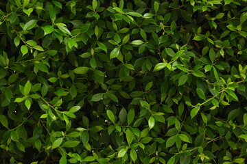 green leaf fence in the garden, natural background in springtime