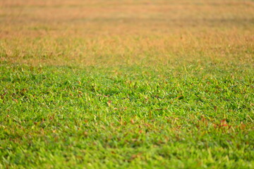 green grass background, exterior design