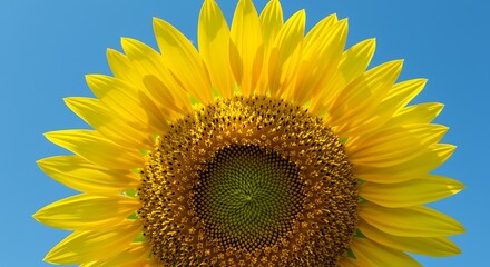 Bright Yellow Sunflower Blooming Against Clear Blue Sky