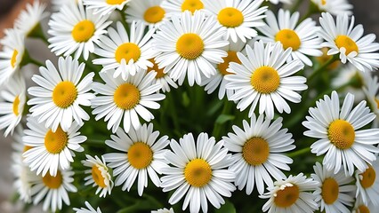 Fresh daisy flowers in circular arrangement, highlighting white petals and yellow centers with natural light.