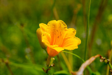 Close-up photo of yellow Daylily (Hemerocallis minor) flowers blooming in spring.