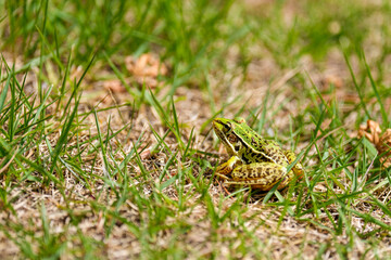 Close-up photo of a frog resting in a meadow in spring