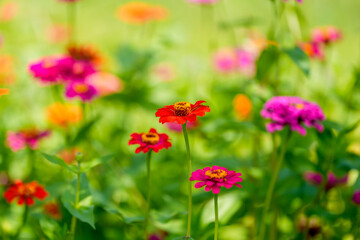 Close-up photo of red Zinnia flowers in full bloom in spring.