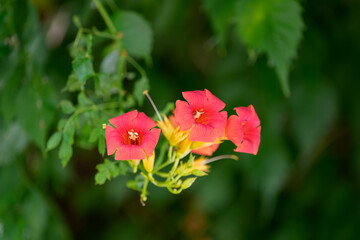 Close-up photo of red Chinese trumpet creeper flowers blooming in spring.