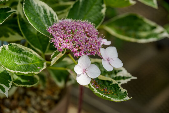 Close-up photo of white hydrangea petals and pink flower buds blooming in early summer. - Powered by Adobe