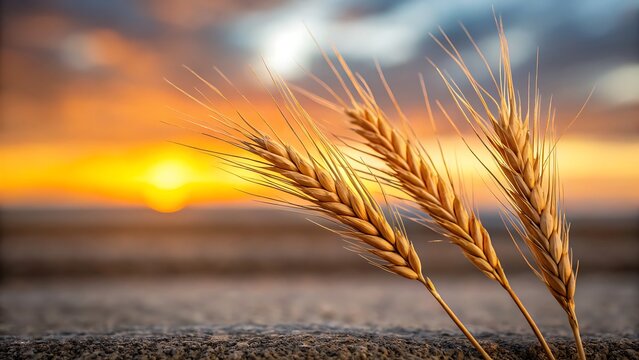 Golden wheat stalks silhouetted against a vibrant orange sunset sky with soft clouds