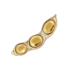 Soybean pod element isolated on white background. Hand drawn realistic watercolor illustration. Close up legume soybean pod natural organic vegan source of protein