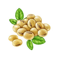 Soybean pile with green soya leaves isolated on white background. Hand drawn realistic watercolor illustration. Close up legume dry soya bean group natural organic vegan source of protein