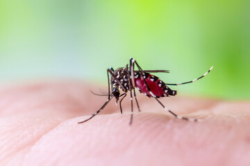 Aedes aegypti mosquitoes on human hand