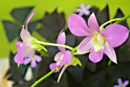 purple orchid flower closeup ohoto
