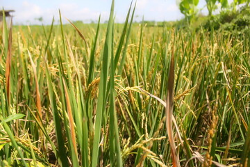 rice field closeup landscape photo