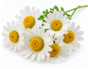 Chamomile or camomile flowers isolated on white background