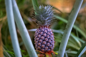 pineapple fruit on tree closeup photo