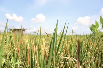 rice field landscape photo with blue sky background