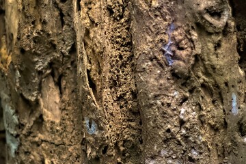bark of a tree