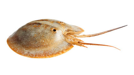 Fototapeta premium Horseshoe Crab Highlights Curved Carapace isolated on white
