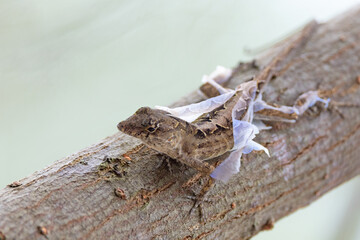 A Cuban brown anole (Anolis sagrei) shedding its skin in Zolfo Springs, Florida