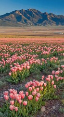 A vast field blooms with countless pink tulips beneath a towering mountain range bathed in the warm glow of the setting sun