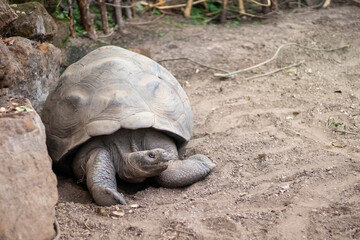 giant tortoise resting on the ground