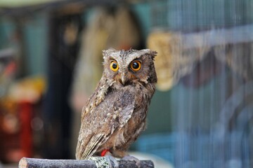 owl perched on a branch