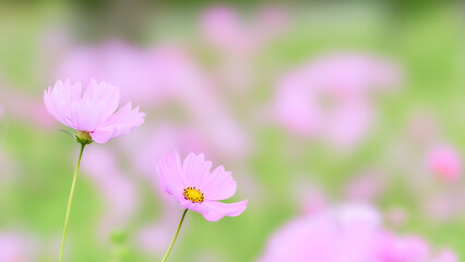 パステル調の優しい色合いのピンク色のコスモスの花ワイド