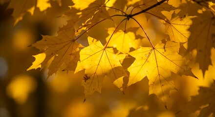Fototapeta premium Bright Yellow Maple Leaves Clustered on Branch in Autumn Scene with Warm Natural Light