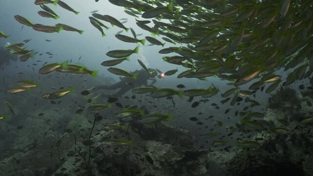 Underwater Scuba diving on coral reef with school of fusiliers being hunted by giant trevally fish in Koh Tao, Thailand