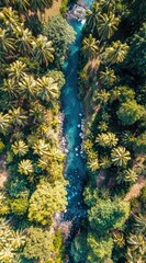 Aerial view of a crystal-clear river flowing through a lush, green tropical forest with tall palm trees lining the riverbanks on a sunny day