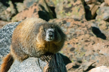 Brown Marmot on a Rock During the Day