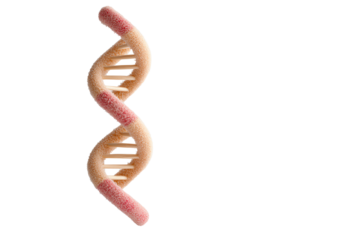 DNA double helix model on white isolated background, symbolizing genetics and biological research.
