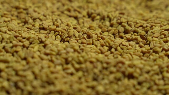 Fenugreek is a beneficial food for diabetes.