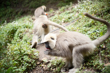 Semnopithecus dussumieri in Natural Environment
