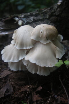 oyster mushrooms