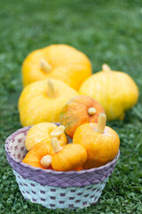 Vertical photo of woven basket filled with small, vibrant orange and yellow pumpkins on green grass. Autumn harvest