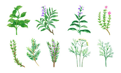 Watercolor Herbs Collection 04