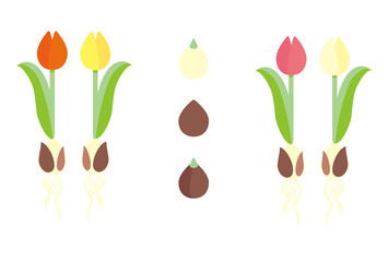 球根のついたチューリップと球根のイラスト