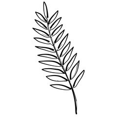 Fall single fern Line Art Clipart Hand Drawn Black and White Leaf Outline Illustration Fall Foliage Transparent Background for Stickers Journals Scrapbooking Craft printable