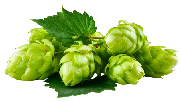 Fresh green hops with vibrant leaves, perfect for brewing beer or culinary use, showcasing nature's quality ingredients.