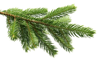 A close-up of a fresh evergreen branch displaying lush green needles, symbolizing nature's beauty and vitality.