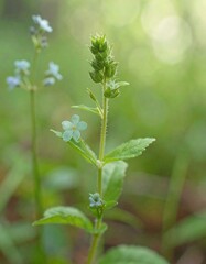 Fototapeta premium Delicate light blue flower with buds
