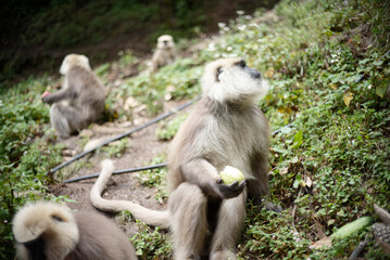 Southern Plains Gray Langur Sitting on Forest Ground