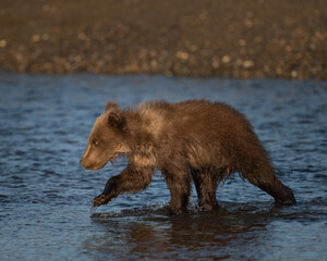 Bear cub walking through the low tide © feeferlump