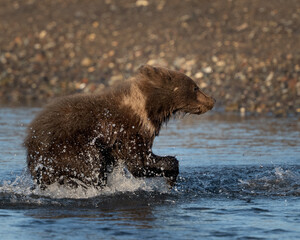 Bear cub running through the water © feeferlump