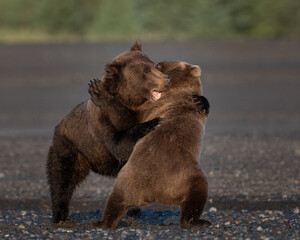 Bear cubs wrestling on the beach © feeferlump