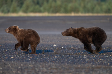 Bear cub chasing his sibling on the beach © feeferlump