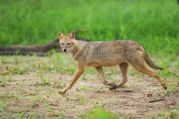 black backed jackal