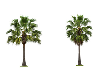 Obraz premium Two majestic Bismarckia Nobilis palms with vibrant green fronds and textured trunks