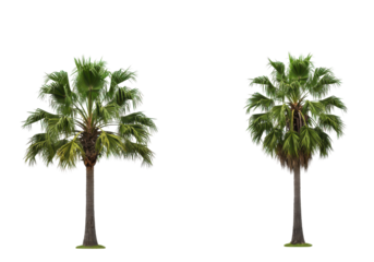 Two majestic Bismarckia Nobilis palms with vibrant green fronds and textured trunks